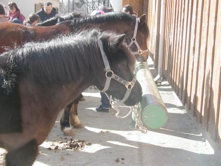 le peti poney noir
